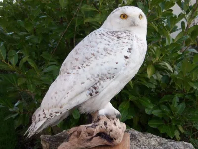 Oiseaux