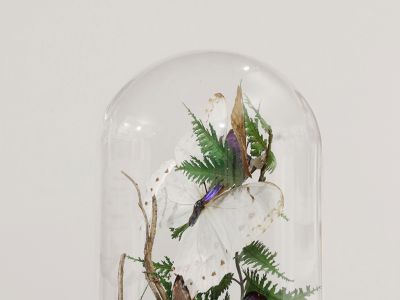 Papillons / Insectes