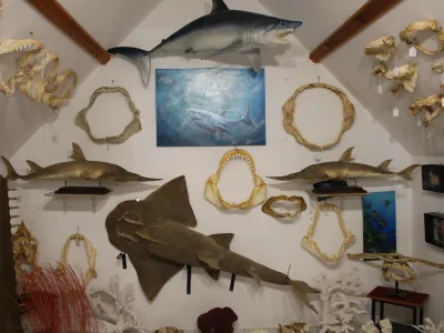 Requins / Raies