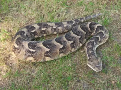 Serpents