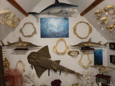 Mâchoires de Requins