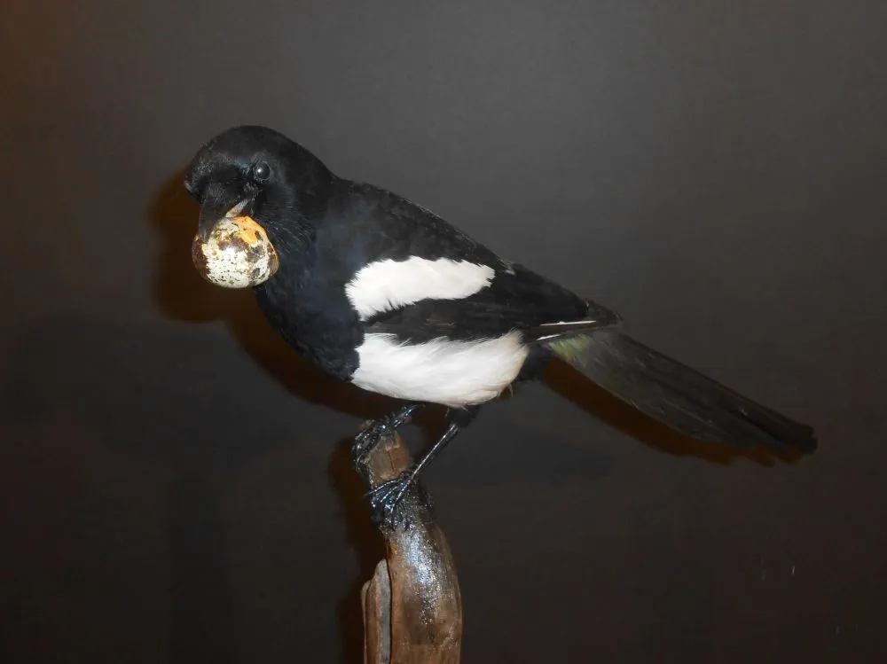 Pie