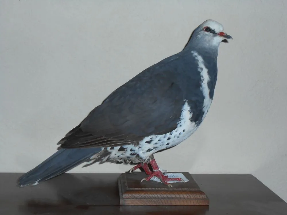 Colombe