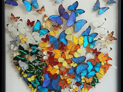 Envole de papillons