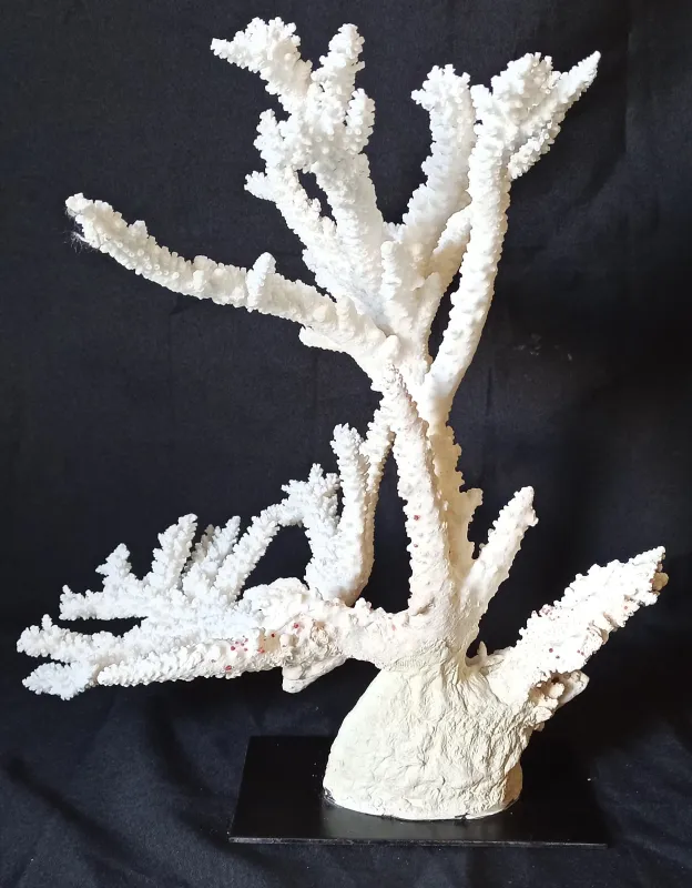 1 (Largeur : 34 cm Hauteur : 38 cm)