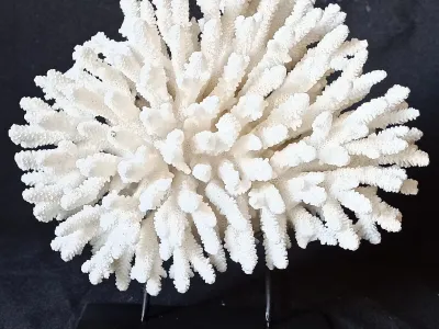 2 (Largeur : 21,5 cm  Hauteur : 21 cm)