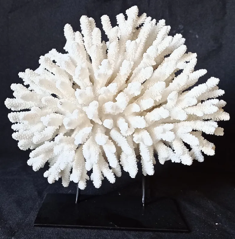 2 (Largeur : 21,5 cm  Hauteur : 21 cm)