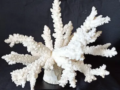 5 (Largeur : 30 cm Hauteur : 25 cm)