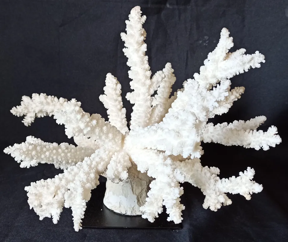 5 (Largeur : 30 cm Hauteur : 25 cm)