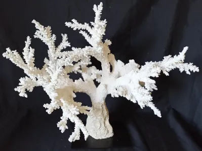 7 (Largeur : 58,5 cm Hauteur : 50 cm)