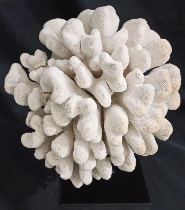 17 (Largeur : 21 cm Hauteur : 26,5 cm)