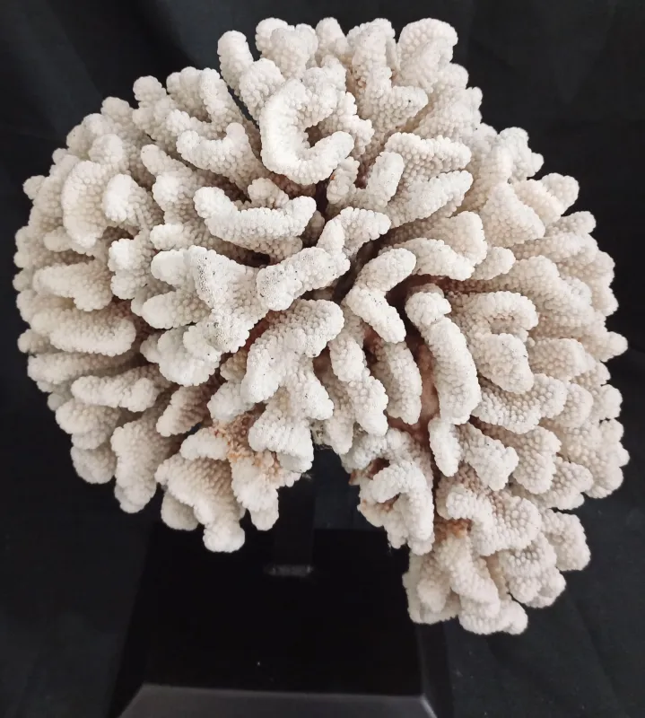19 (Largeur : 35 cm Hauteur : 37,5 cm)