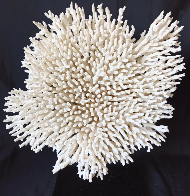 P1 (55 cm Ø)