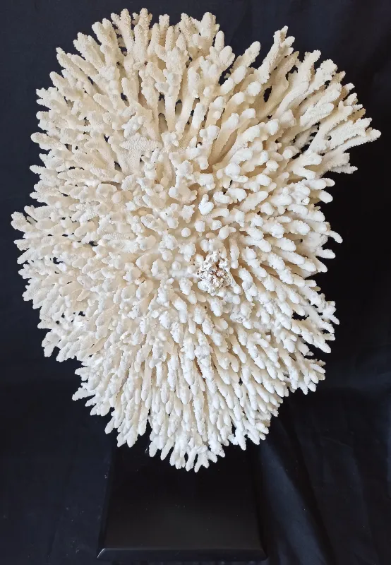P2 (Largeur : 38 cm Hauteur : 58 cm)