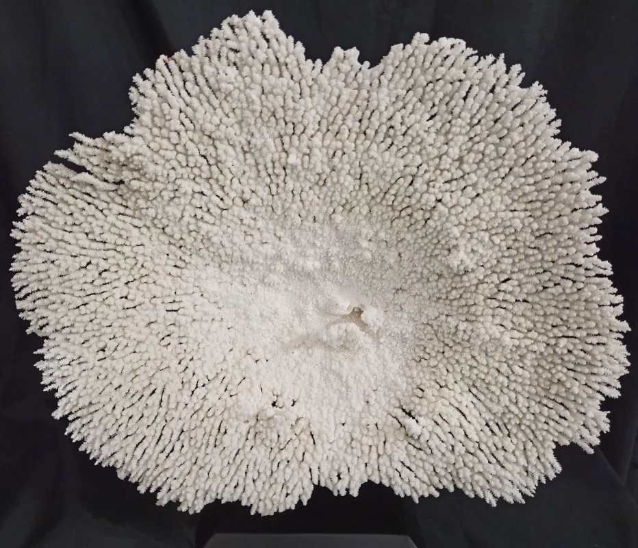 P4 (56 cm Ø)