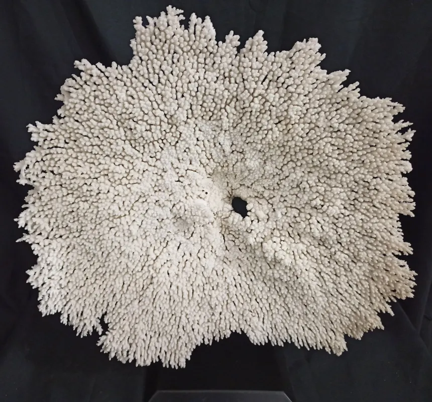 P5 (55 cm Ø)