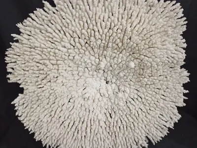 P6 (53 cm Ø)
