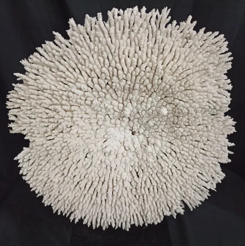 P6 (53 cm Ø)