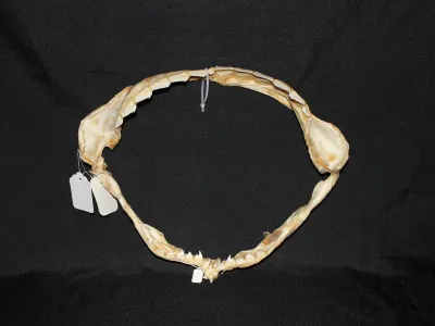 1 Requin Griset (Largeur : 33 cm Hauteur : 26,5 cm)