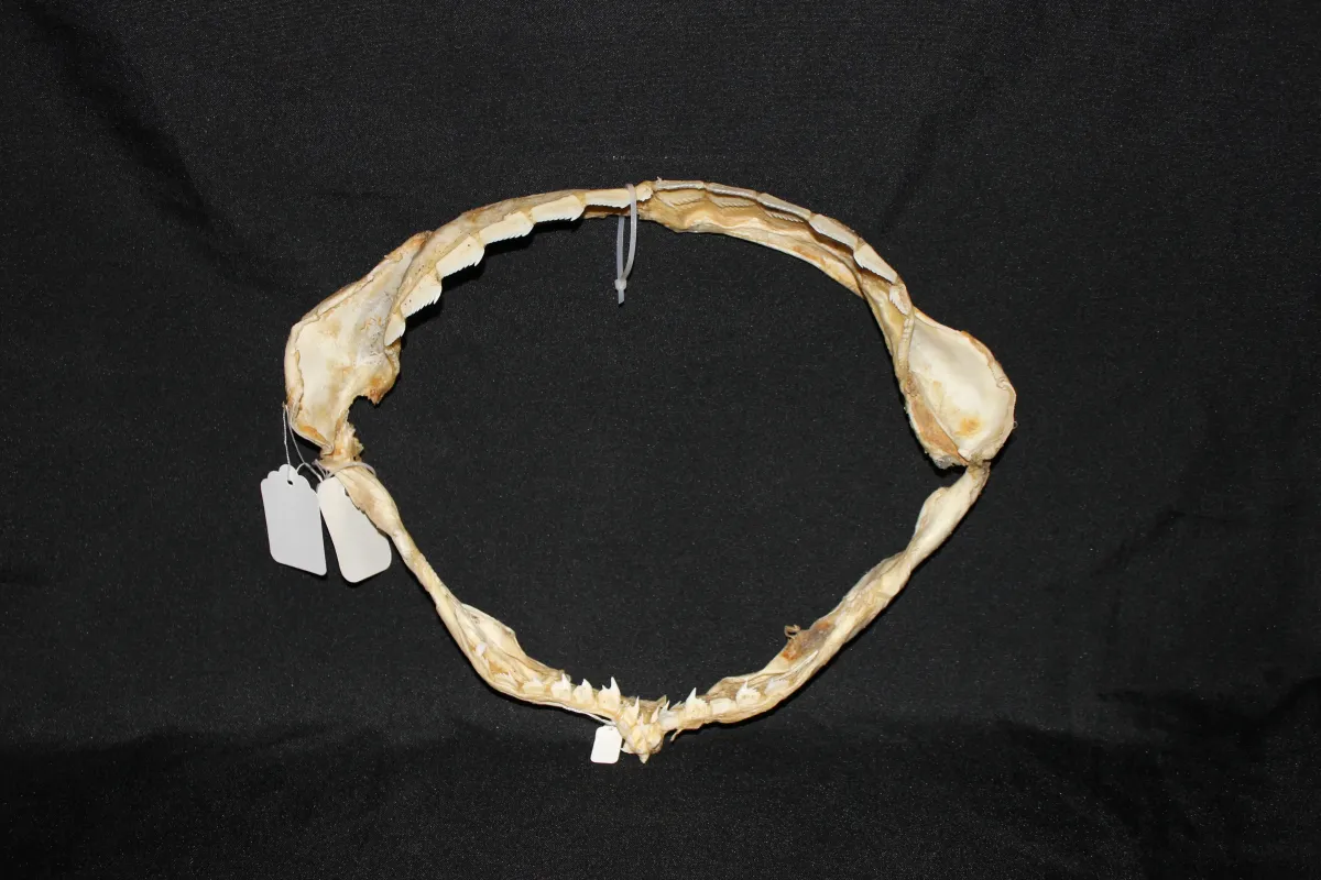 1 Requin Griset (Largeur : 33 cm Hauteur : 26,5 cm)