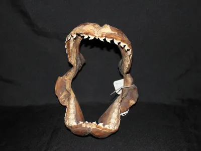 2 Requin Tigre (Largeur : 23,5 cm Hauteur : 27 cm)