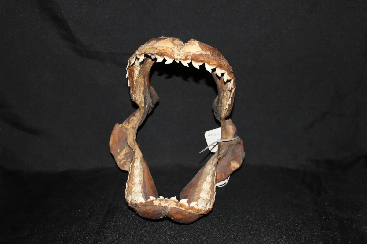 2 Requin Tigre (Largeur : 23,5 cm Hauteur : 27 cm)
