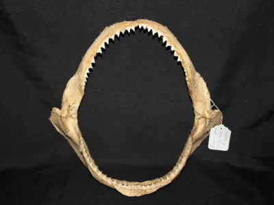3 Requin Soyeux (Largeur : 31 cm Hauteur : 29 cm)
