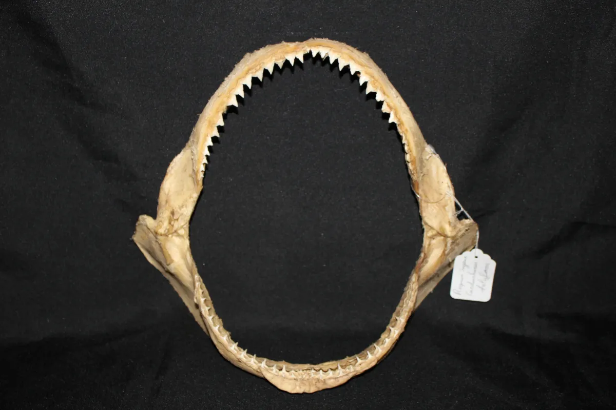 3 Requin Soyeux (Largeur : 31 cm Hauteur : 29 cm)