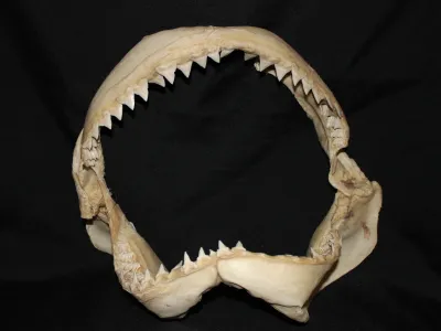 4 Requin Bouledogue (Largeur : 35 cm Hauteur : 32,5 cm)