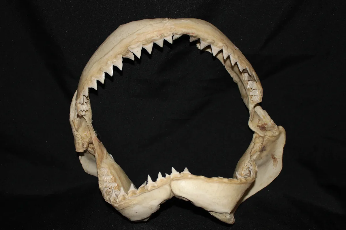 4 Requin Bouledogue (Largeur : 35 cm Hauteur : 32,5 cm)