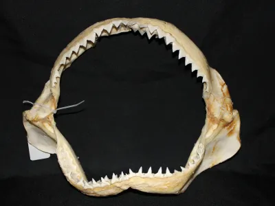 5 Requin Bouledogue (Largeur : 37 cm Hauteur : 30 cm)
