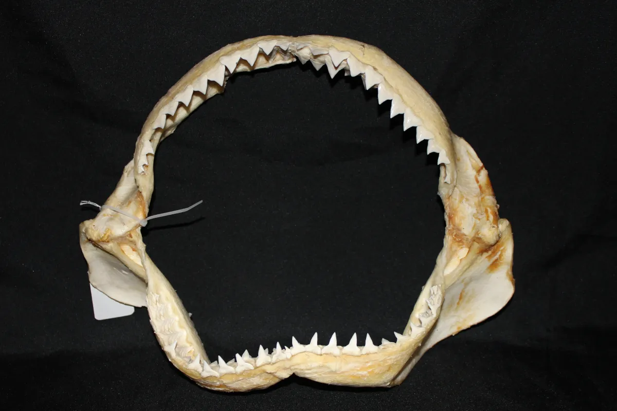 5 Requin Bouledogue (Largeur : 37 cm Hauteur : 30 cm)