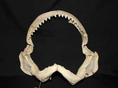 6 Requin des Galapagos (Largeur : 35,5 cm Hauteur : 31 cm)