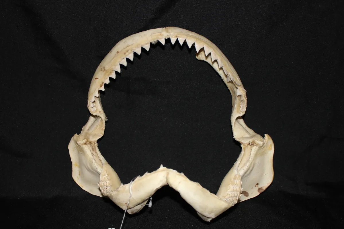 6 Requin des Galapagos (Largeur : 35,5 cm Hauteur : 31 cm)