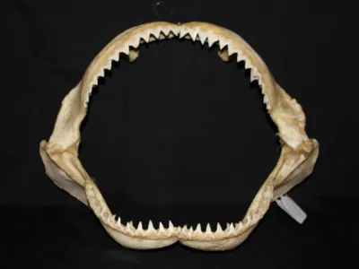 7 Requin Bouledogue (Largeur : 42,5 cm Hauteur : 35,5 cm)