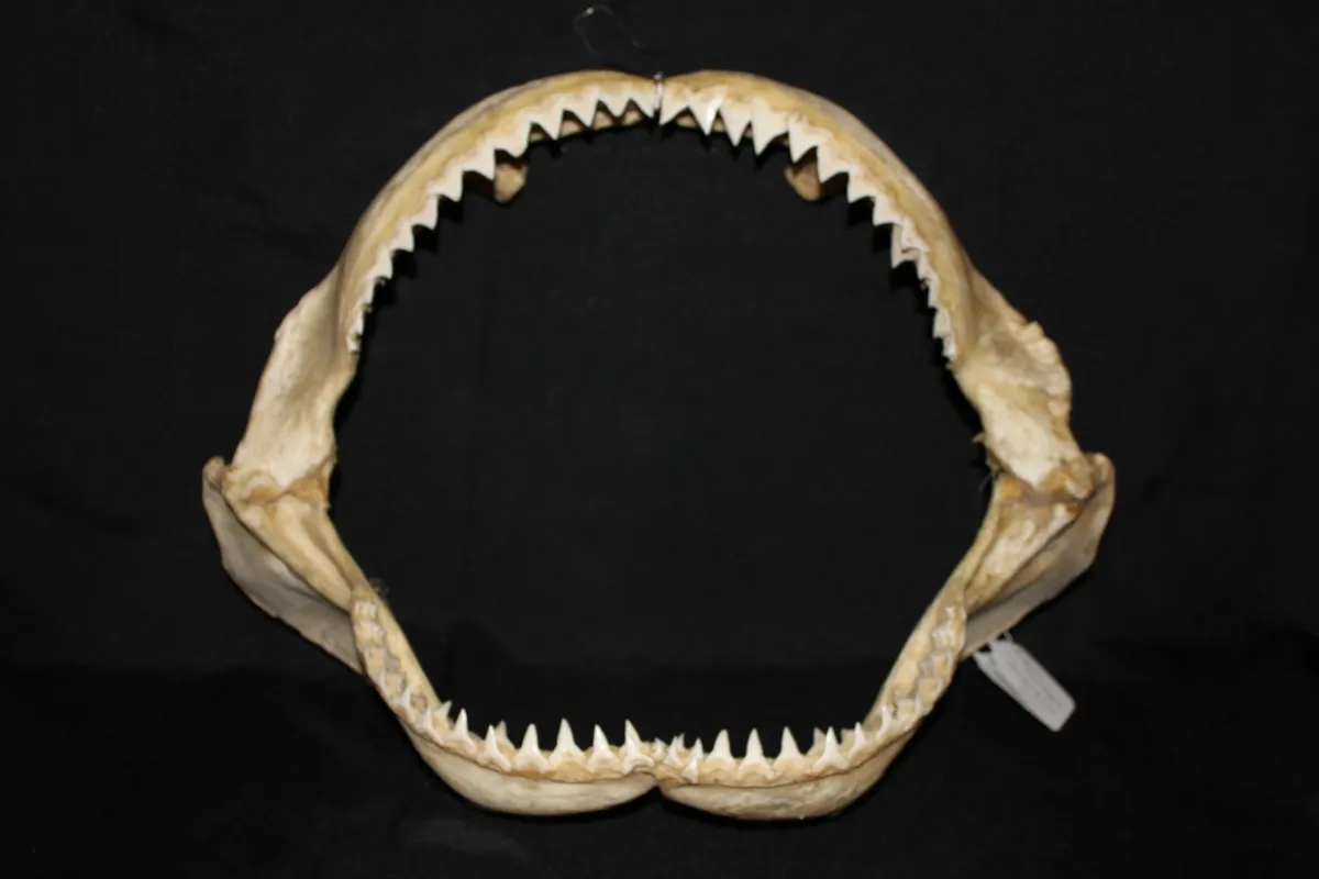 7 Requin Bouledogue (Largeur : 42,5 cm Hauteur : 35,5 cm)