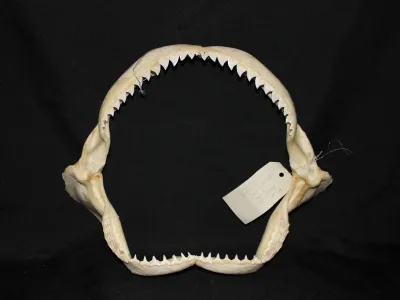 8 Requin Sombre (Largeur : 36,5 cm Hauteur : 30,5 cm)