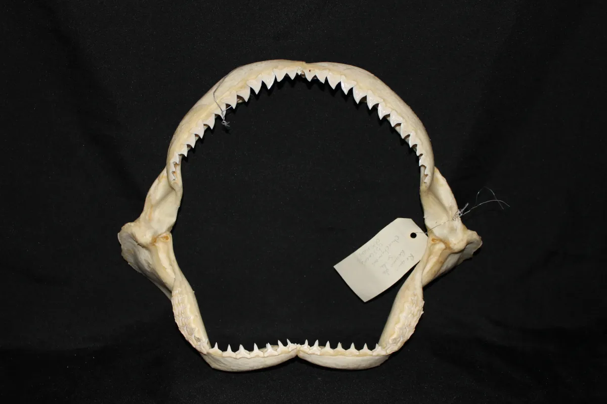 8 Requin Sombre (Largeur : 36,5 cm Hauteur : 30,5 cm)