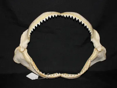 9 Requin des Galapagos (Largeur : 39,5 cm Hauteur : 27 cm)