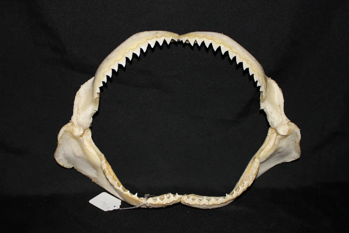 9 Requin des Galapagos (Largeur : 39,5 cm Hauteur : 27 cm)