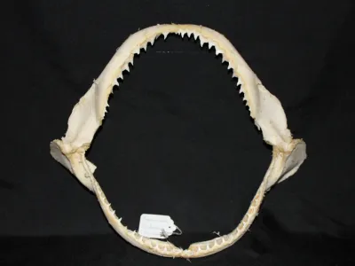 10 Requin Cuivre (Largeur : 37 cm Hauteur : 30 cm)
