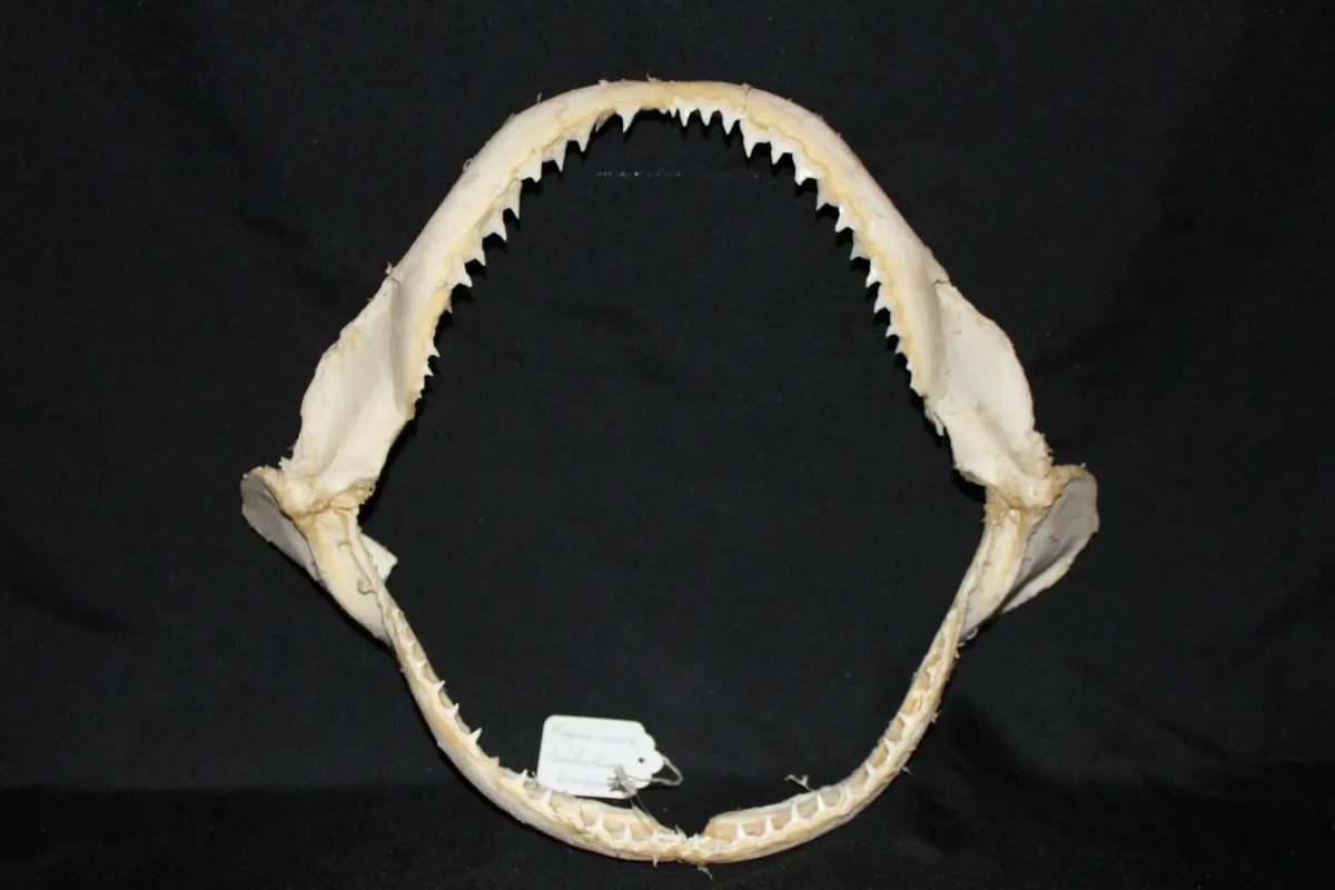 10 Requin Cuivre (Largeur : 37 cm Hauteur : 30 cm)