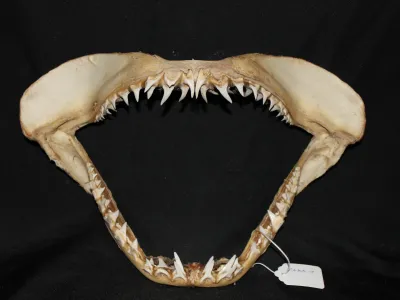 11 Requin Mako (Largeur : 38,5 cm Hauteur : 26 cm)