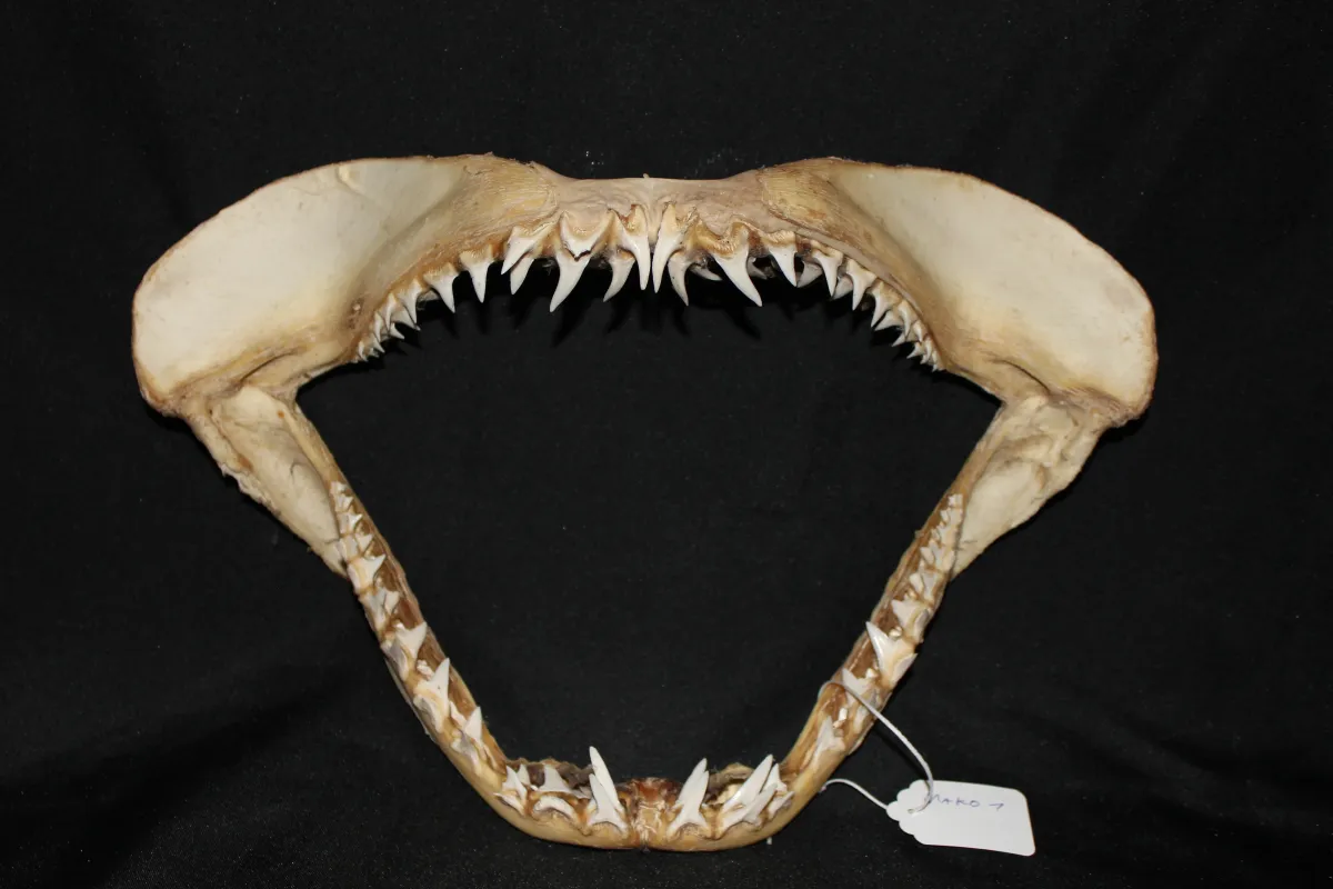 11 Requin Mako (Largeur : 38,5 cm Hauteur : 26 cm)