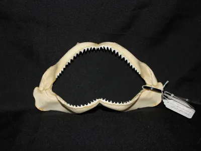 12 Requin Soyeux (Largeur : 21,5 cm Hauteur : 12 cm)