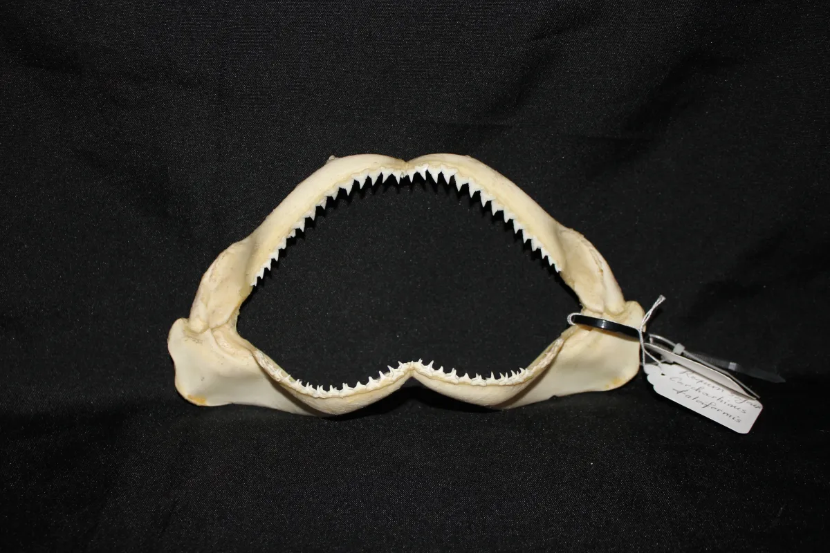 12 Requin Soyeux (Largeur : 21,5 cm Hauteur : 12 cm)
