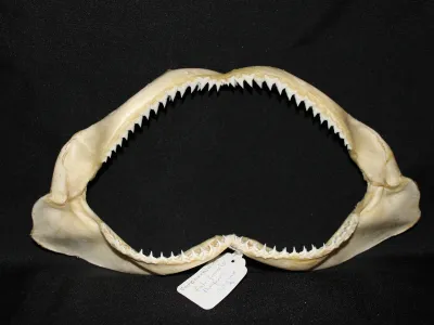 13 Requin Soyeux (Largeur : 29,5 cm Hauteur : 15,5 cm)