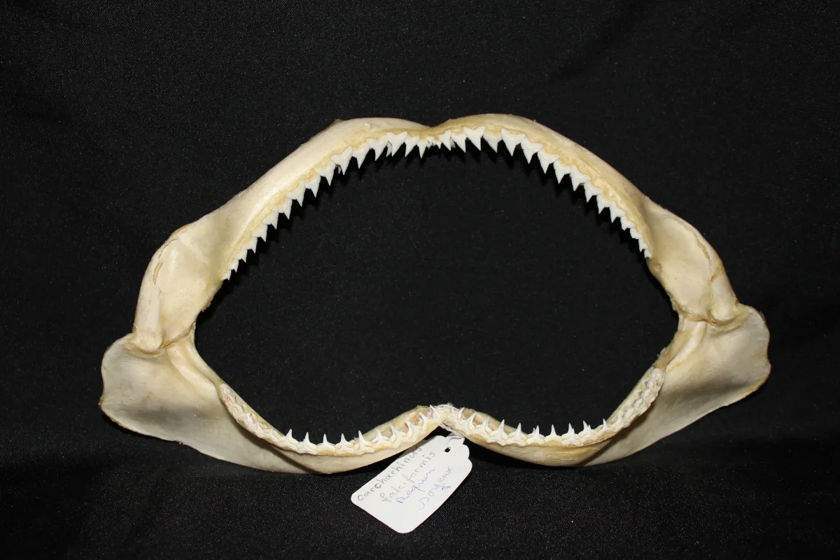 13 Requin Soyeux (Largeur : 29,5 cm Hauteur : 15,5 cm)
