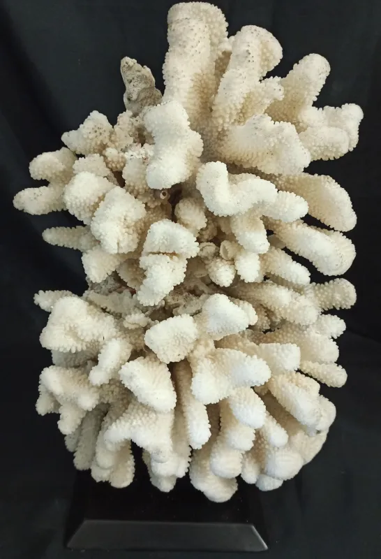 27 (Largeur : 30 cm Hauteur : 50 cm)