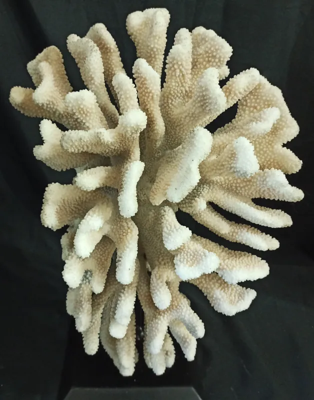 28 (Largeur : 38 cm Hauteur 51 cm)